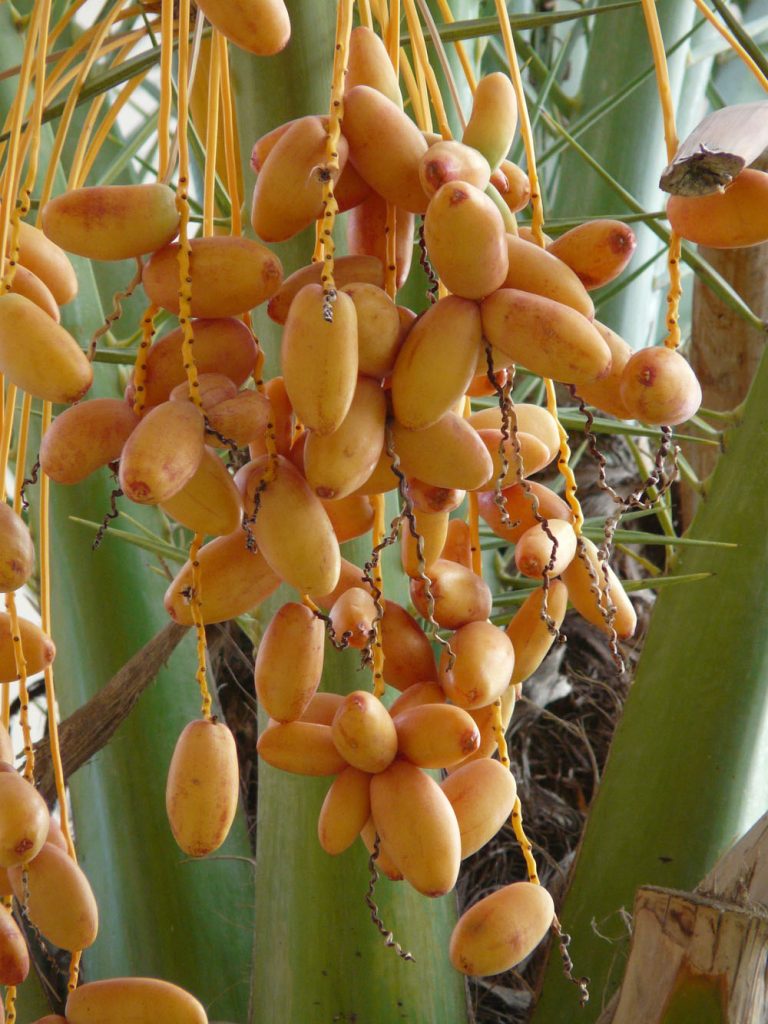 Kurma Kuala Lumpur
